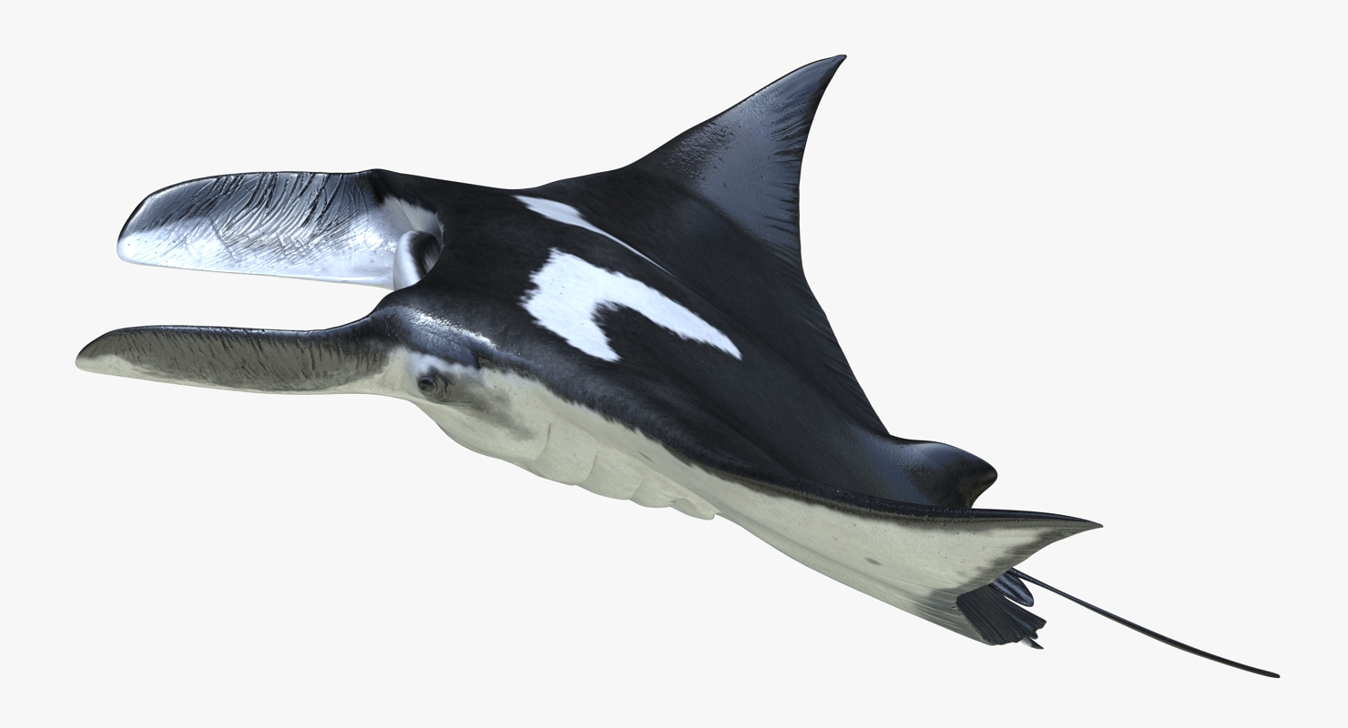 3D Manta Ray Pose 2