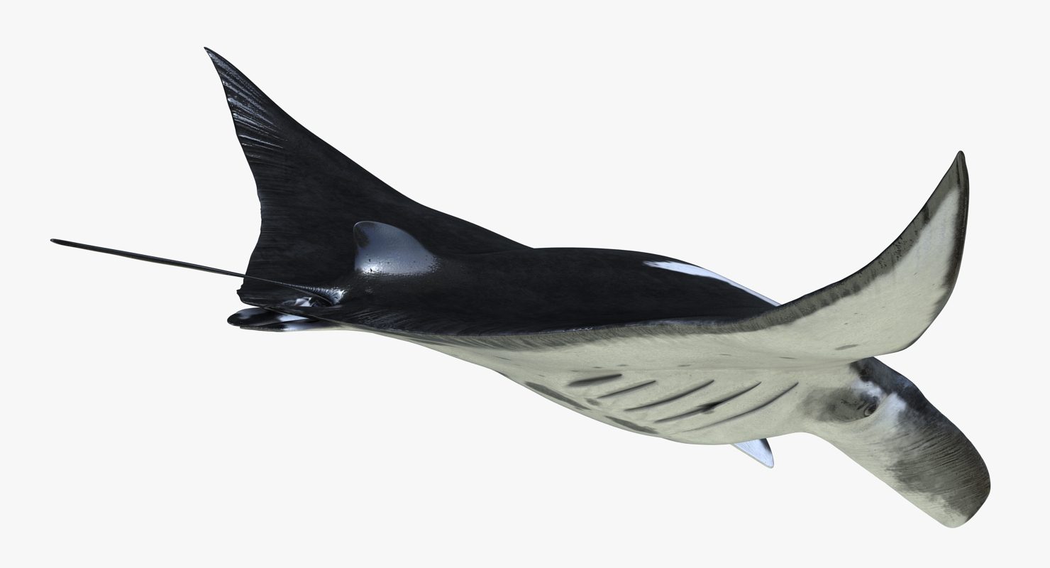 3D Manta Ray Pose 2