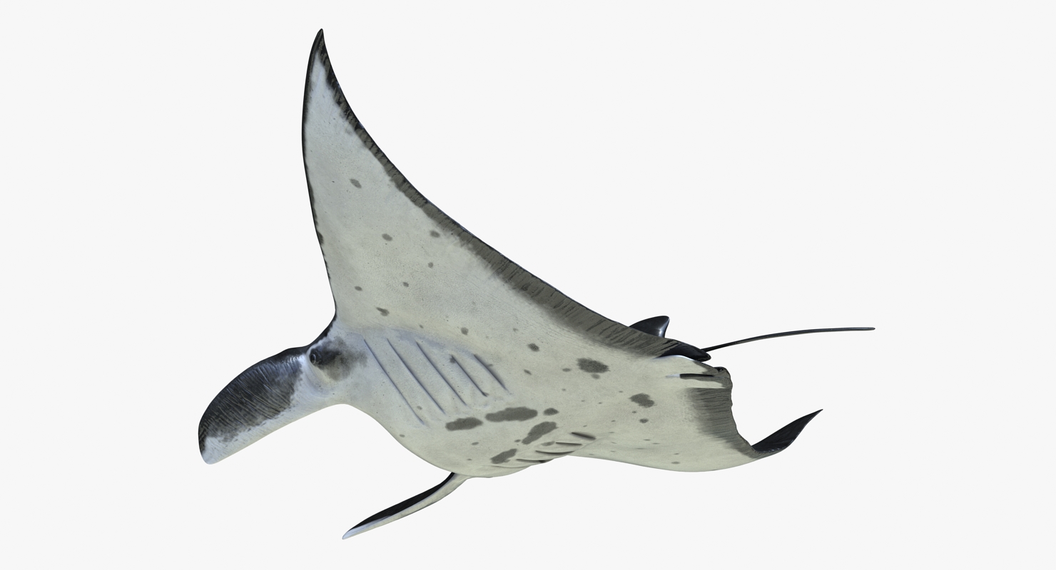 3D Manta Ray Pose 2