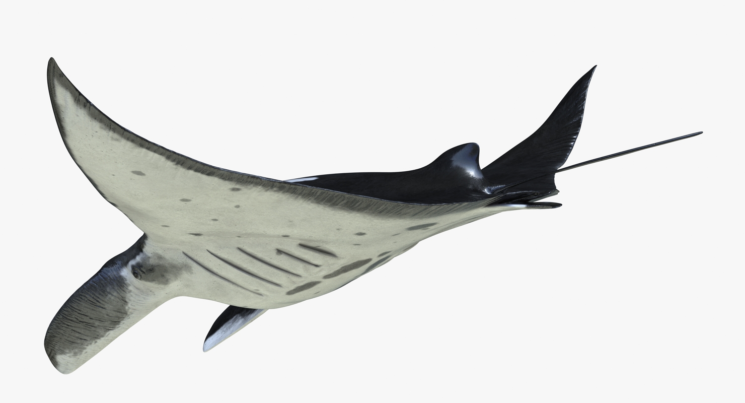 3D Manta Ray Pose 2