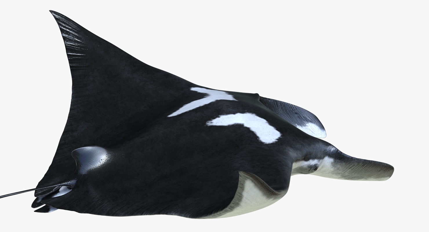 3D Manta Ray Pose 2