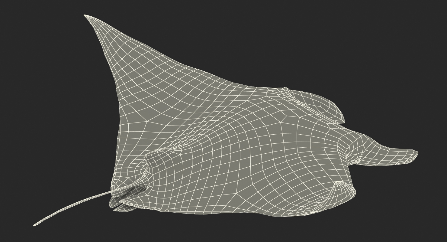 3D Manta Ray Pose 2