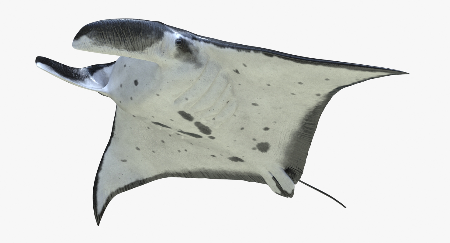 3D Manta Ray Pose 3