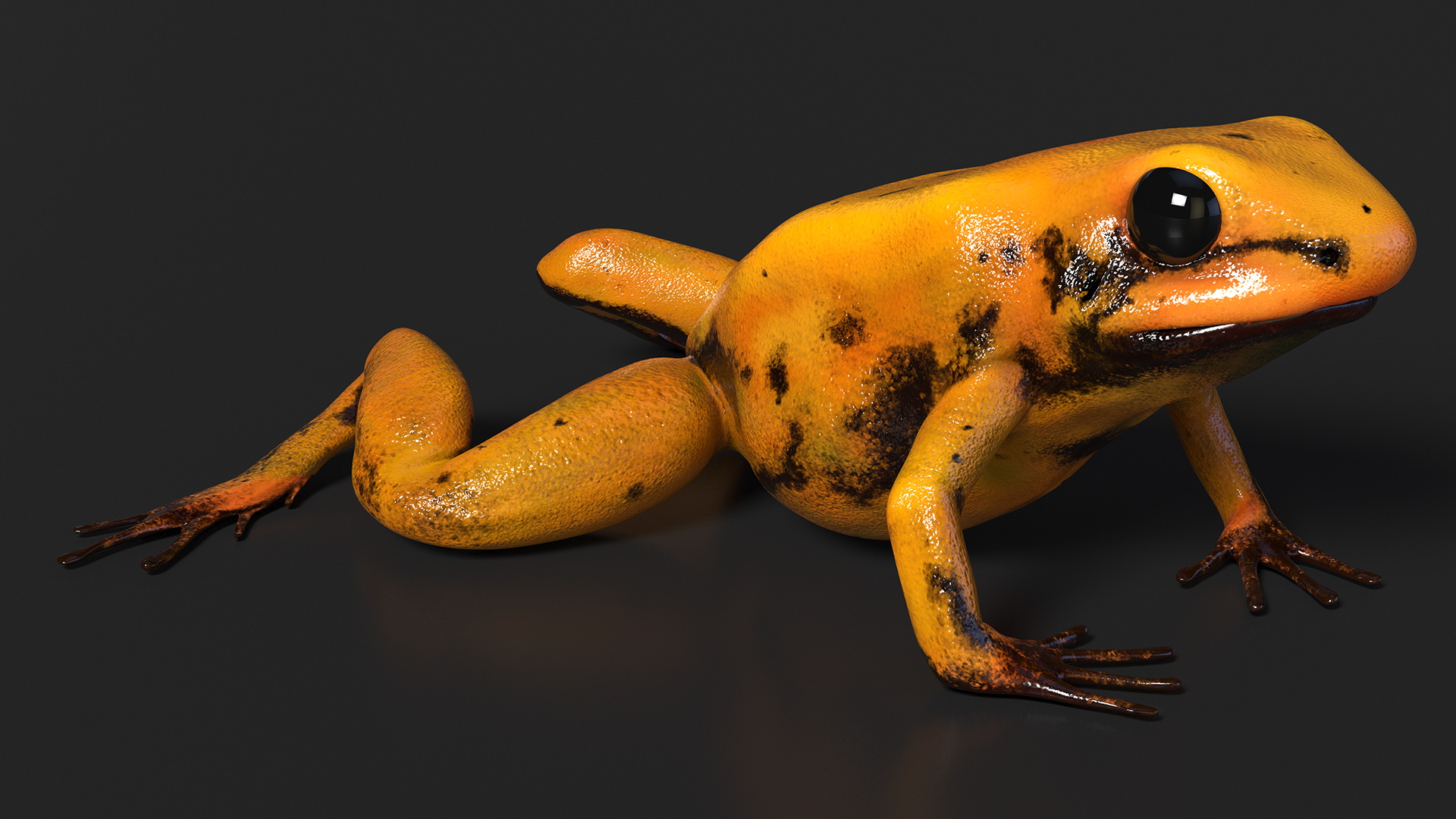 Crawling Poisonous Arrow Frog Orange Morph 3D