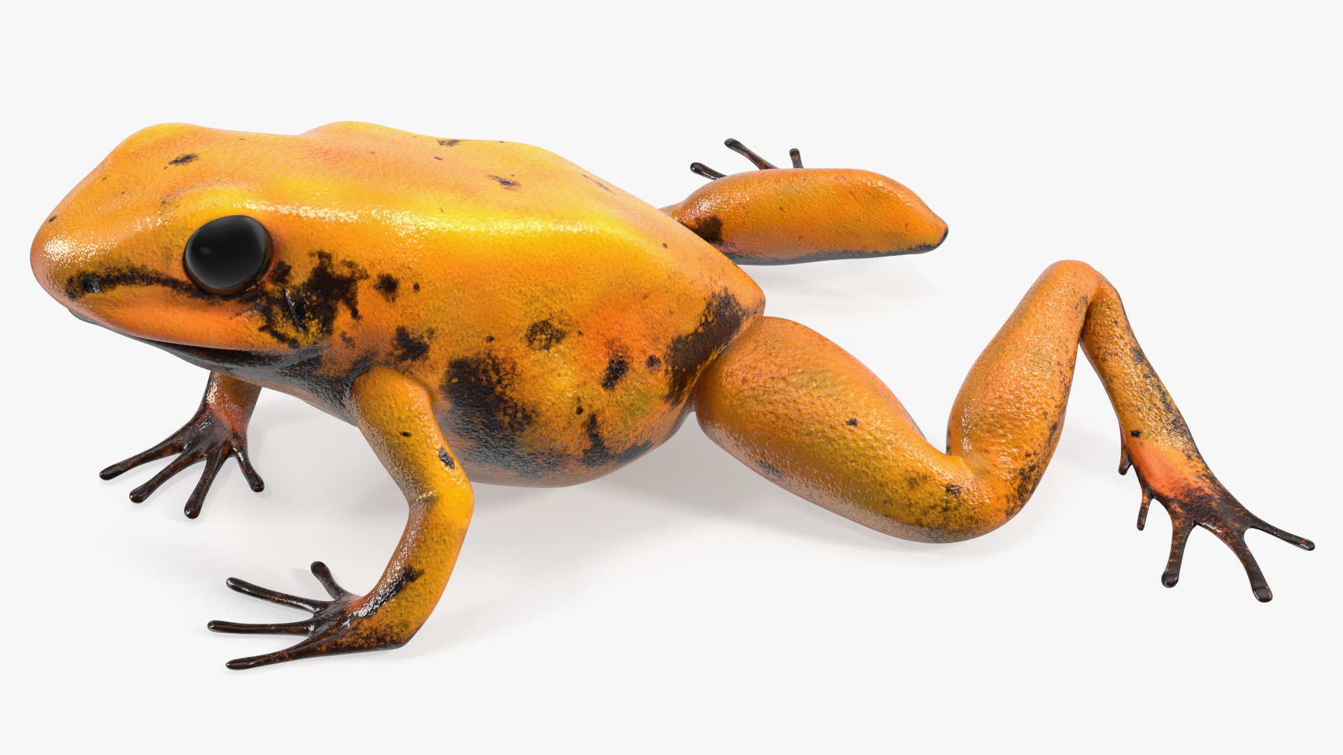 Crawling Poisonous Arrow Frog Orange Morph 3D