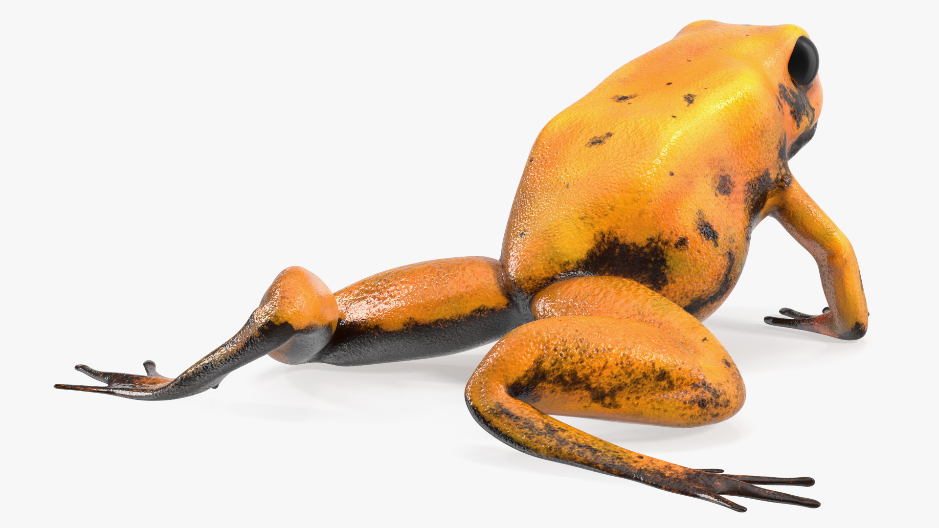 Crawling Poisonous Arrow Frog Orange Morph 3D