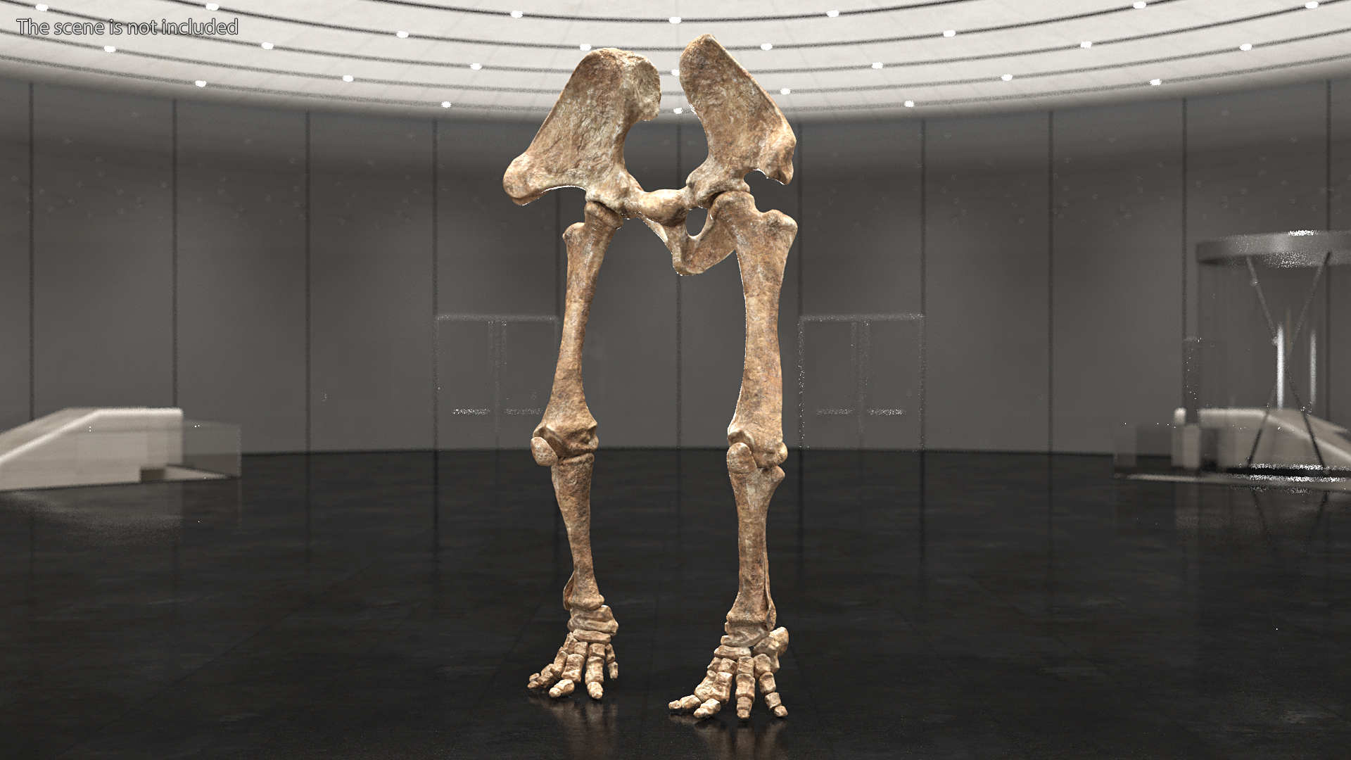 3D Mammoth Skeleton Foot Old Bones