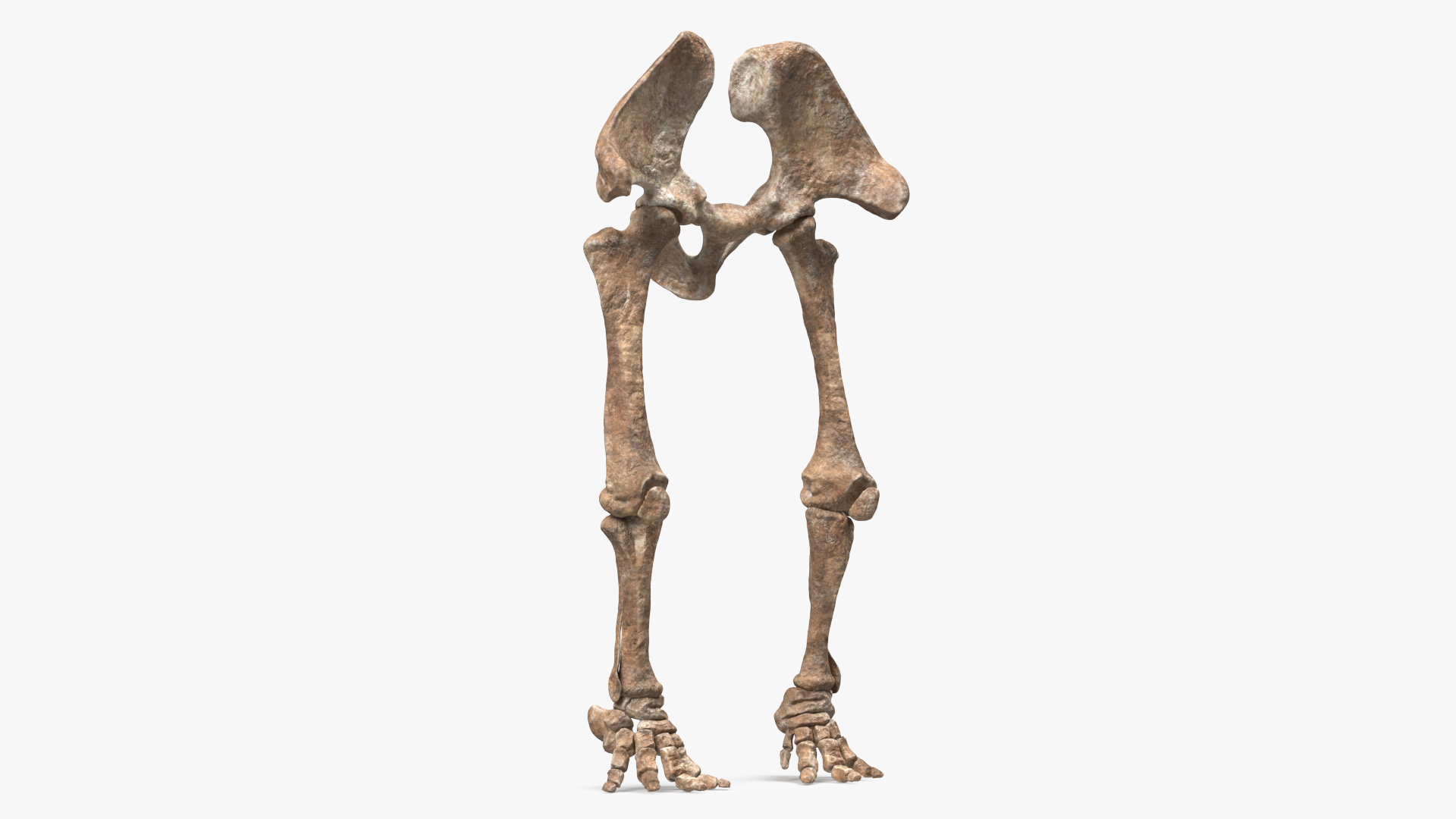 3D Mammoth Skeleton Foot Old Bones