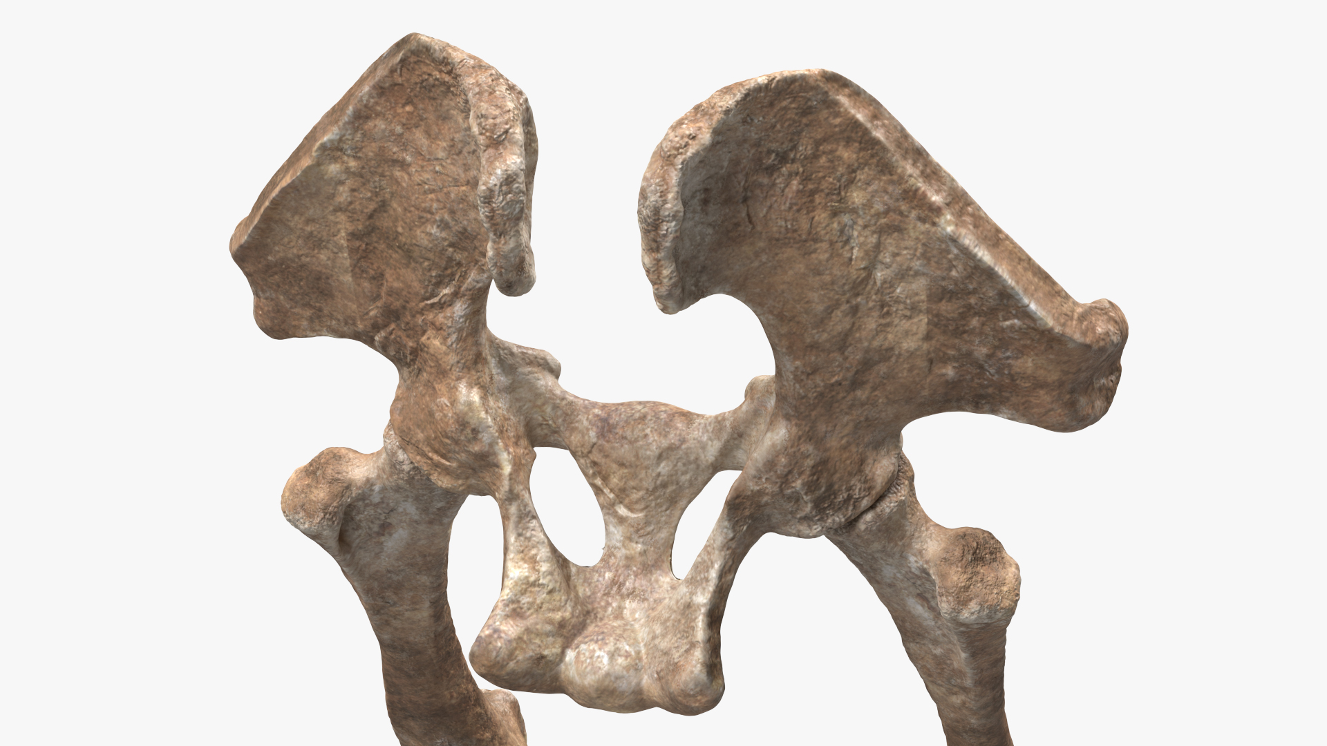 3D Mammoth Skeleton Foot Old Bones