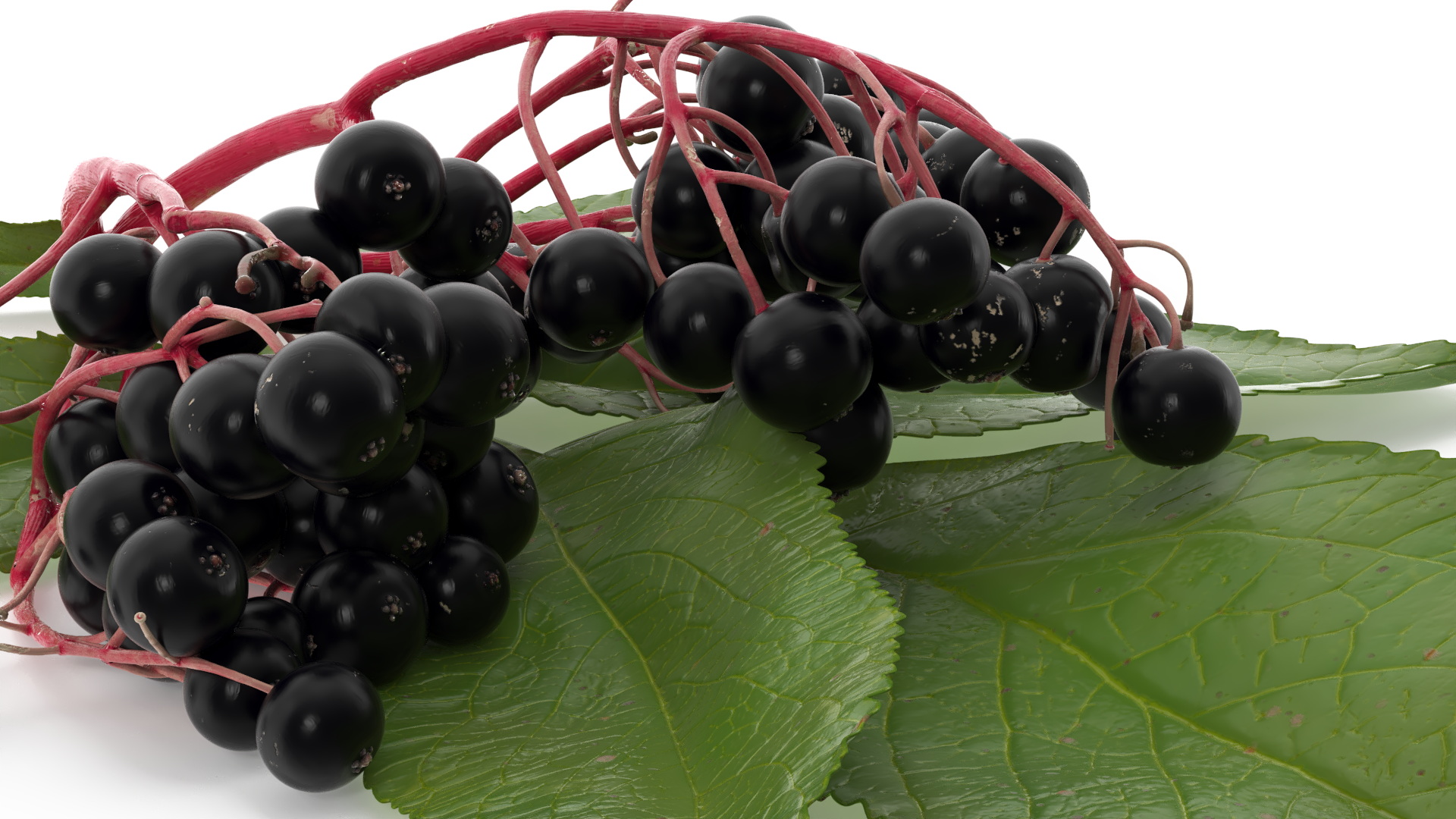 3D model Elderberry Cluster with Leaves