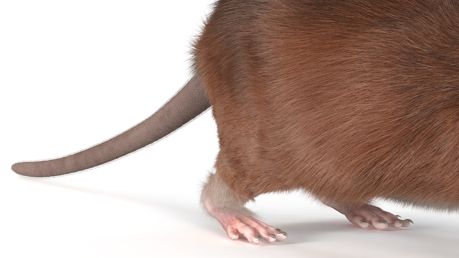 Common Rat with Fur 3D model