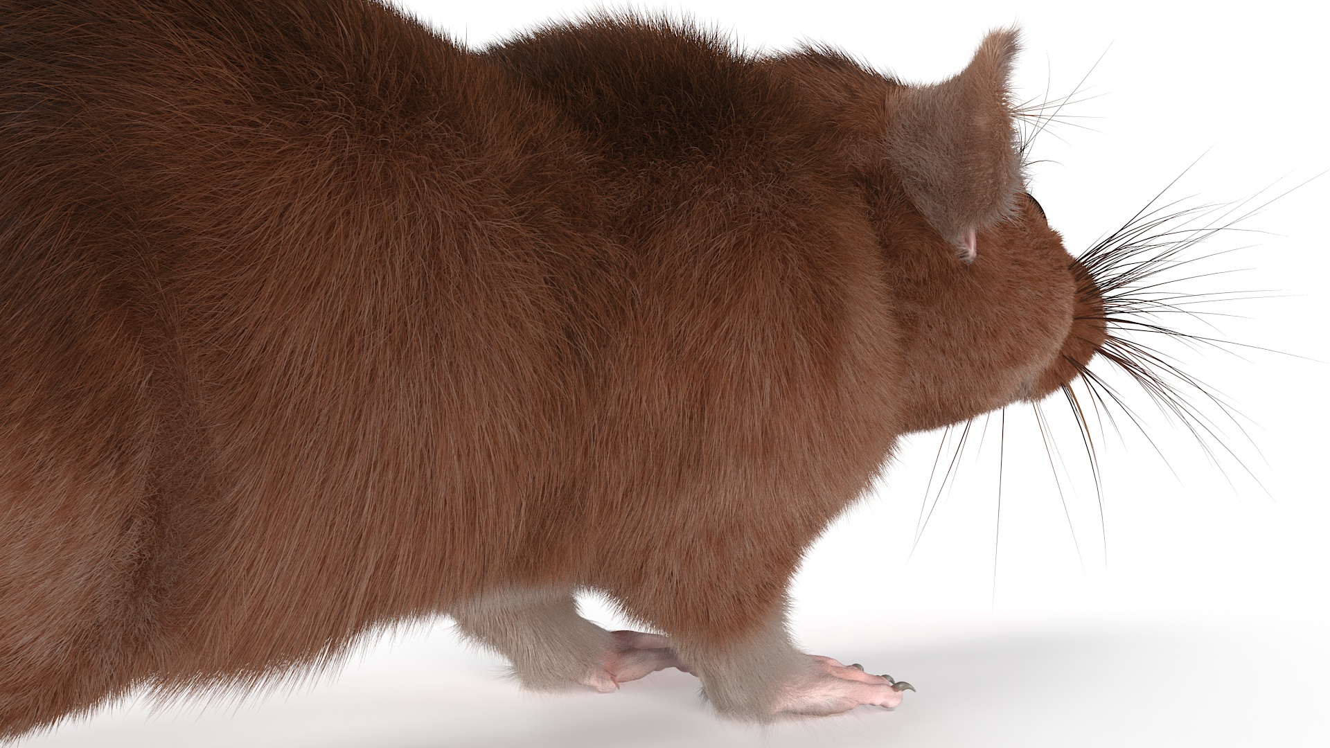 Common Rat with Fur 3D model