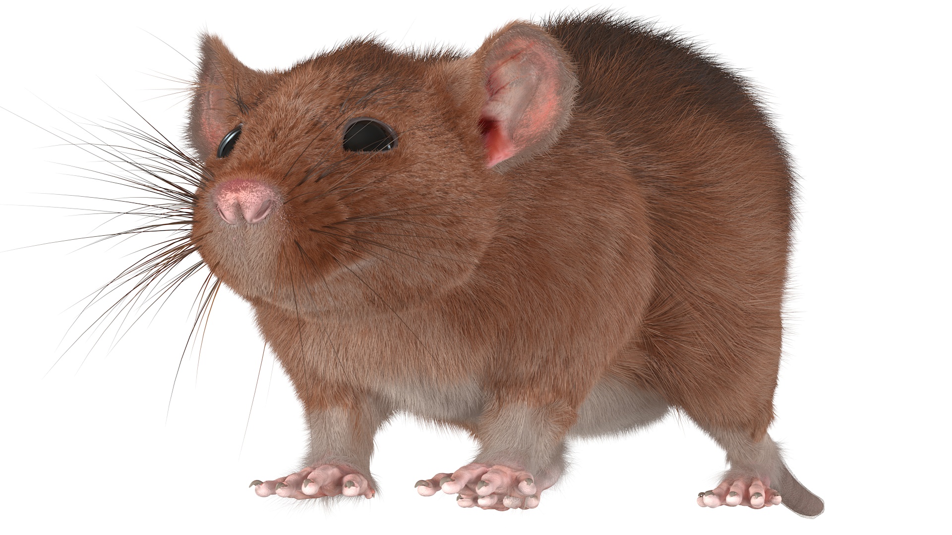 Common Rat with Fur 3D model