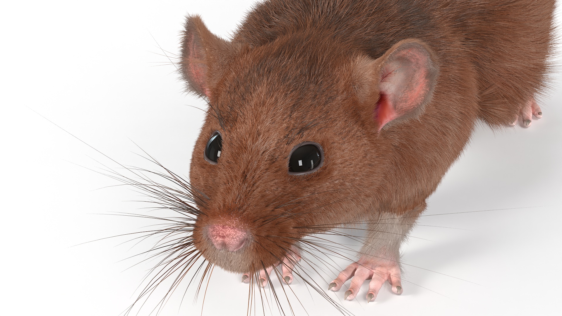 Common Rat with Fur 3D model