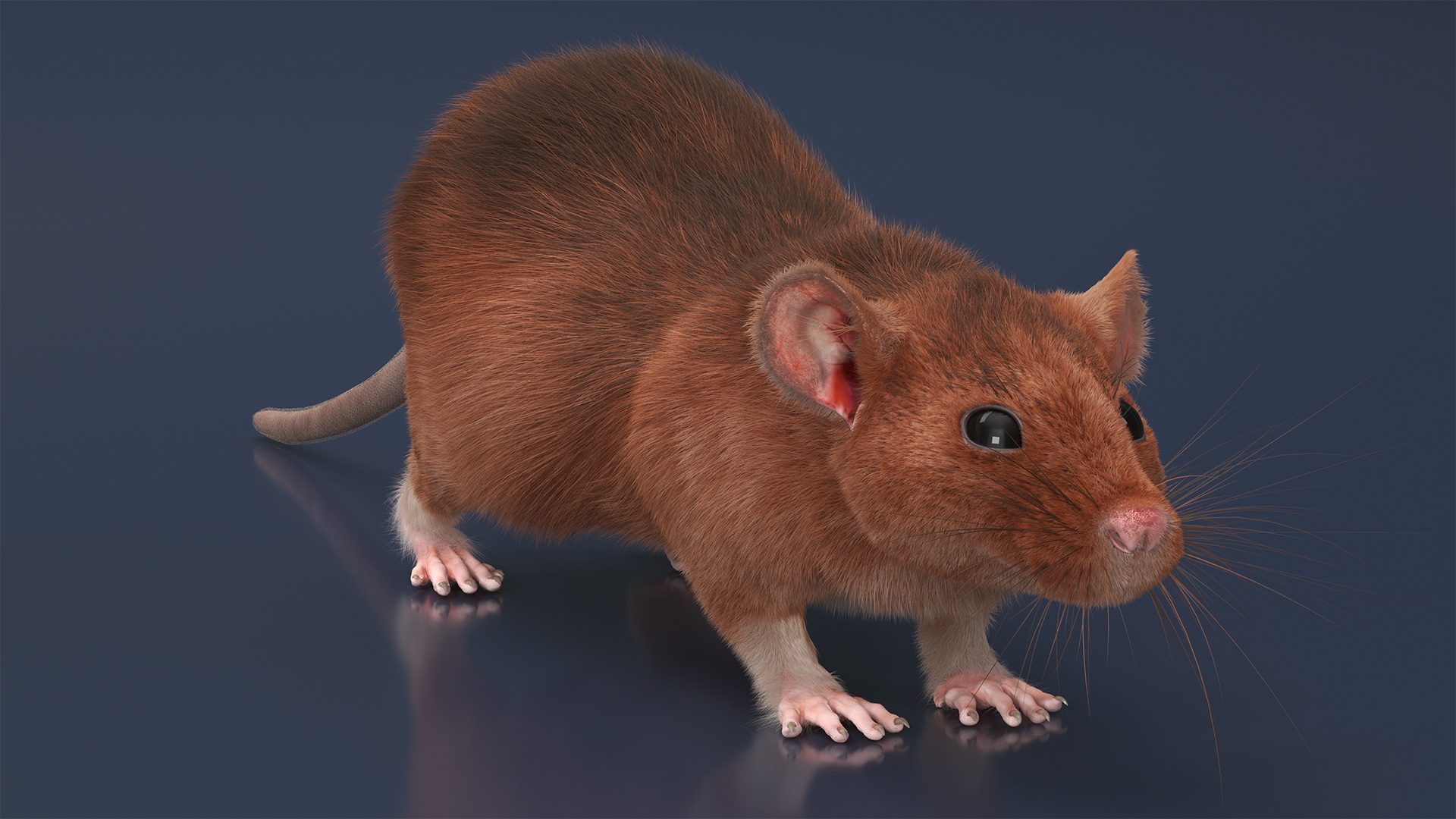 Common Rat with Fur 3D model