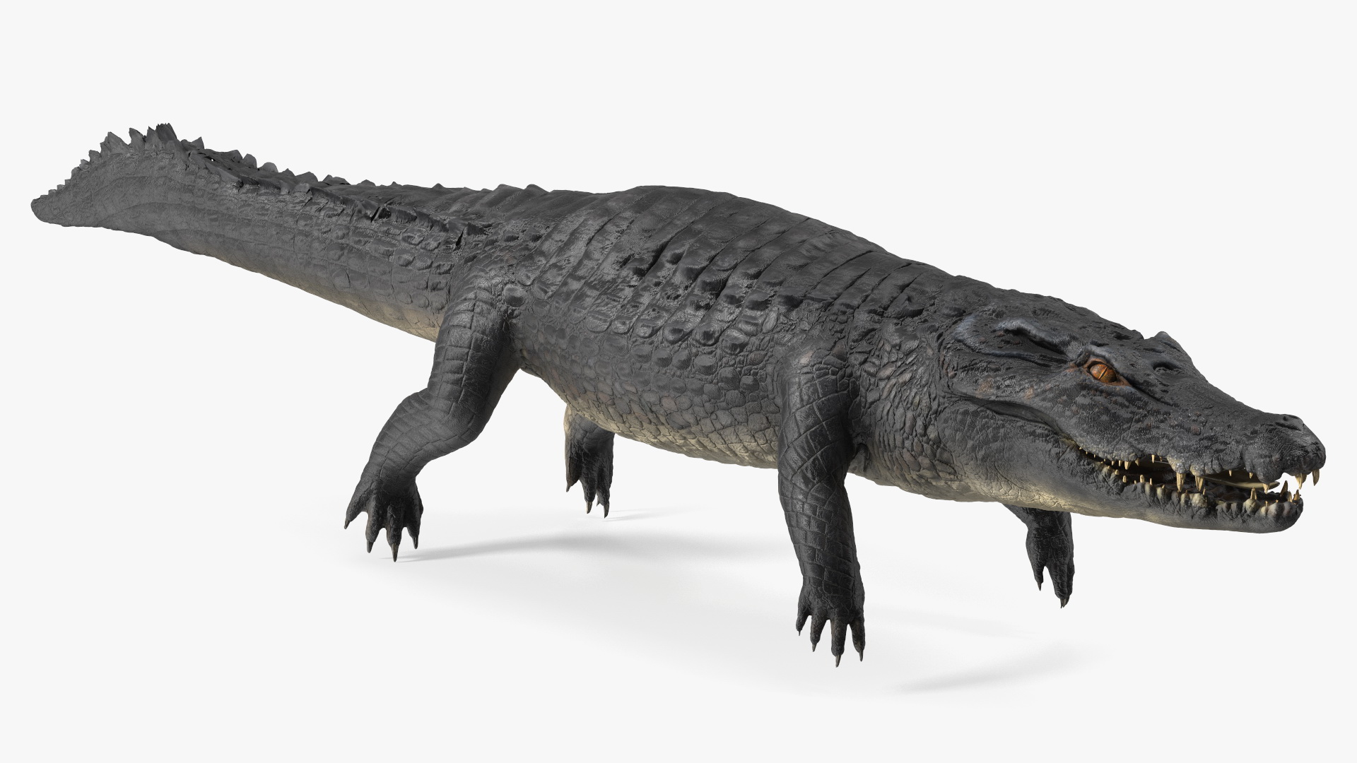 Black Caiman 3D