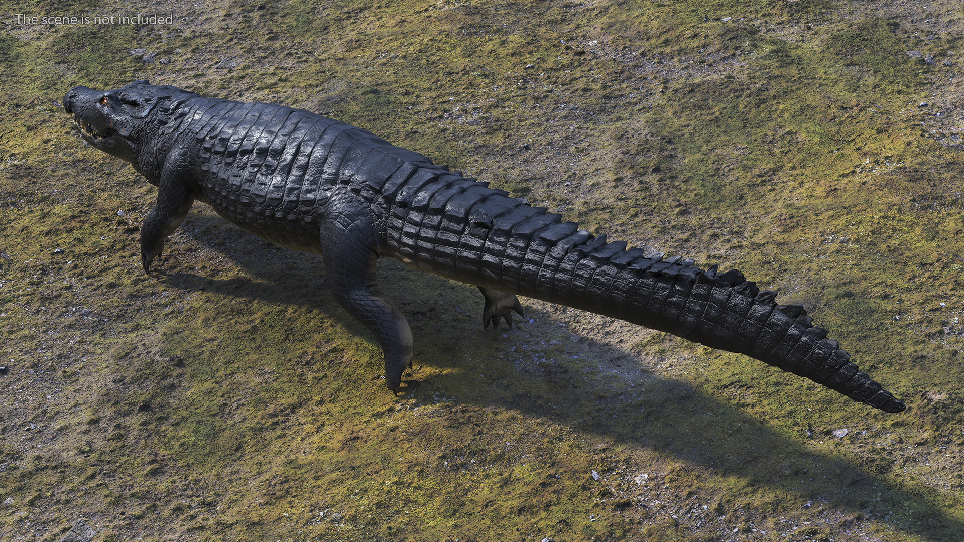 Black Caiman 3D