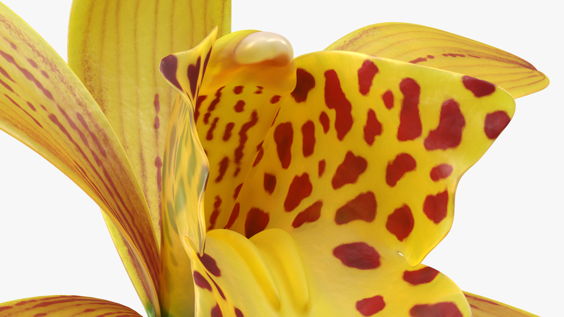 3D model Cymbidium Orchid Flower Yellow