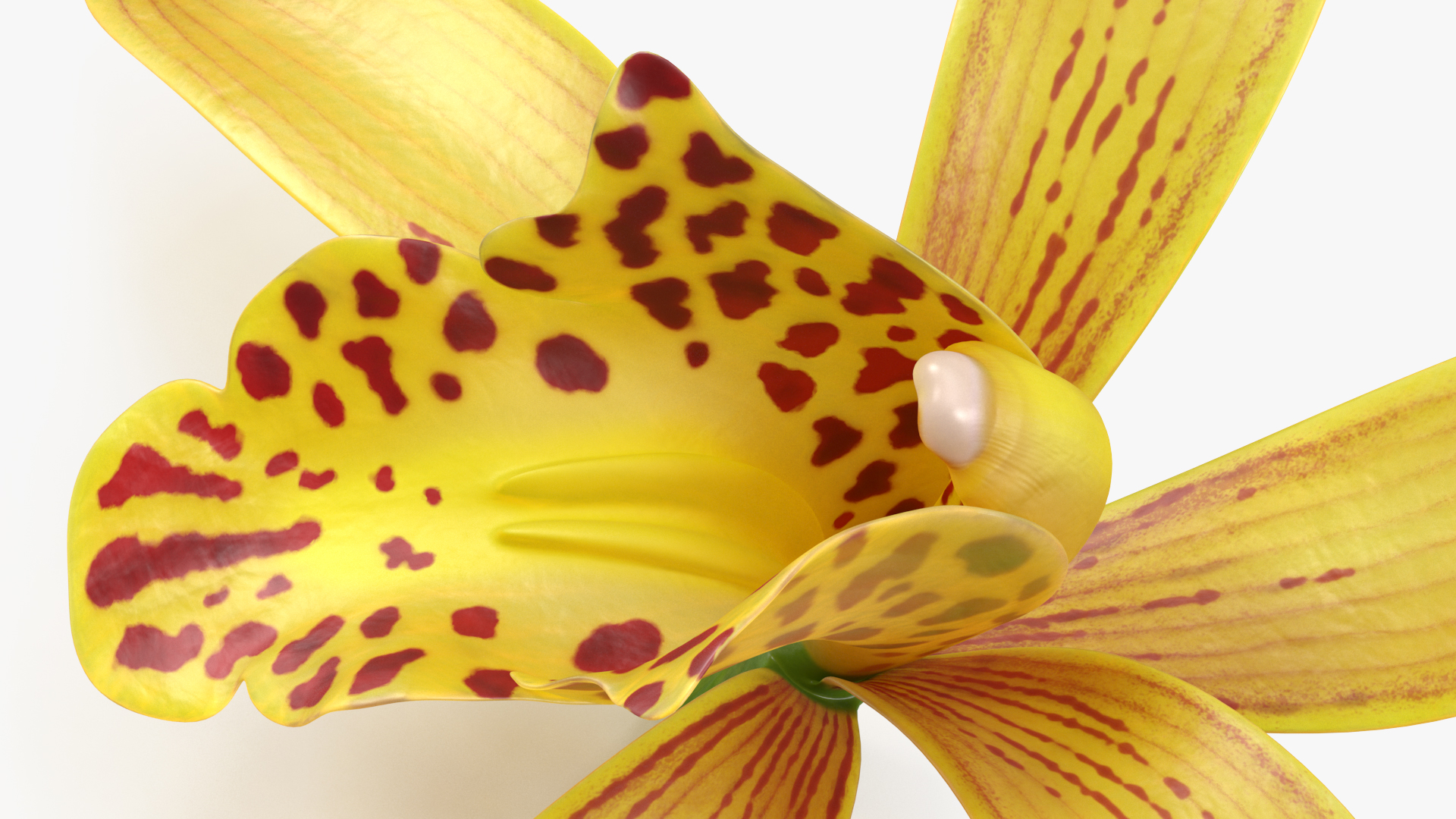 3D model Cymbidium Orchid Flower Yellow