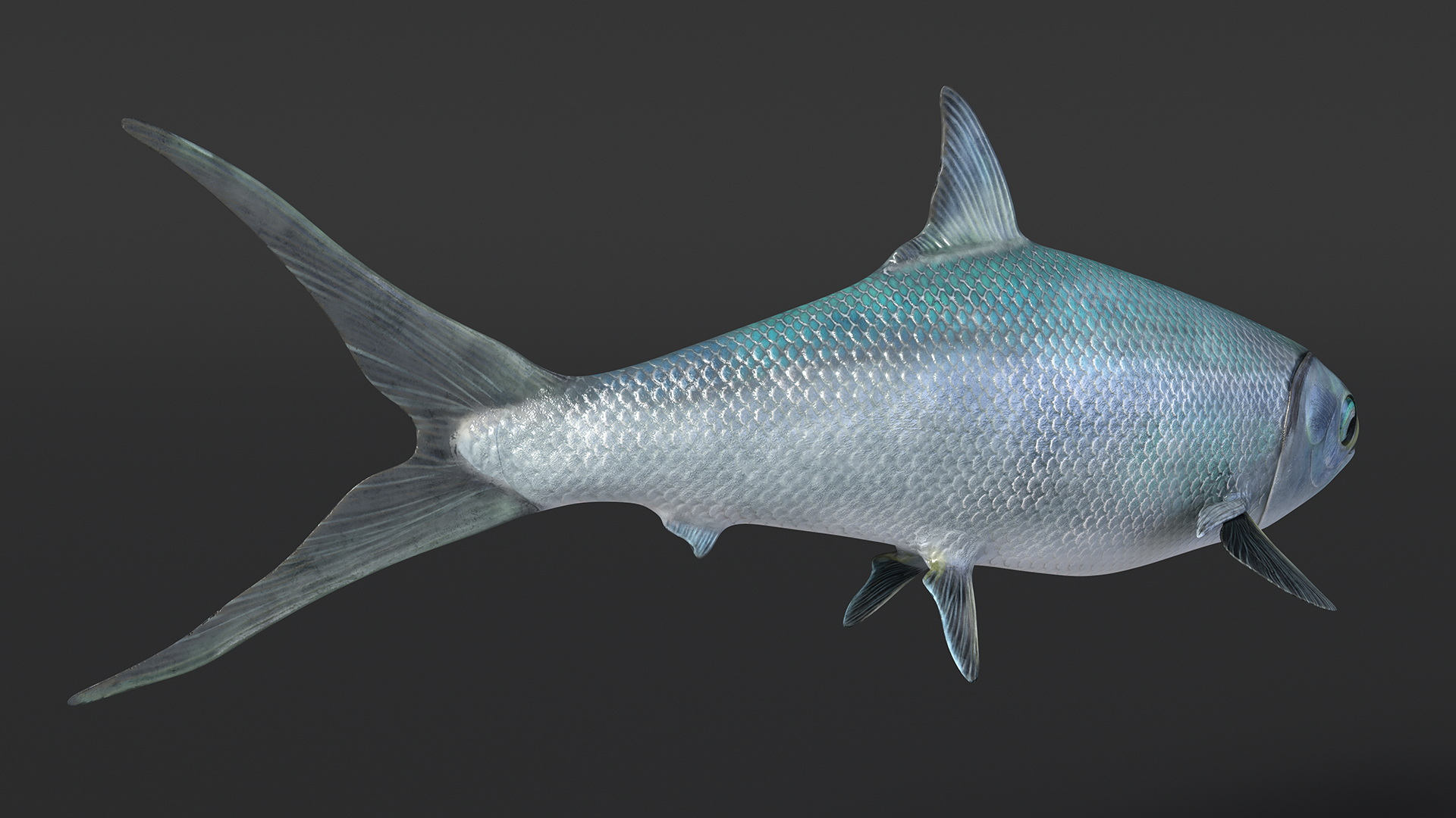 Swimming Milkfish 3D