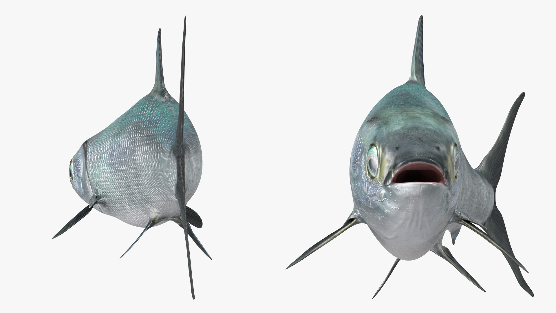 Swimming Milkfish 3D