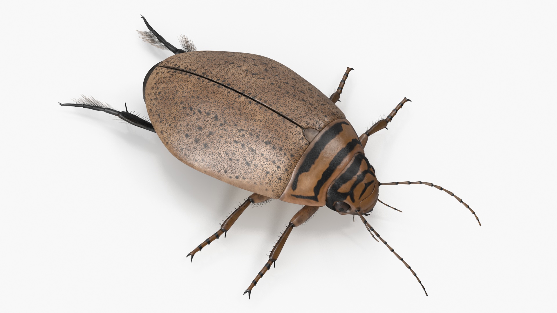 3D Water Beetle Beige Realistic model