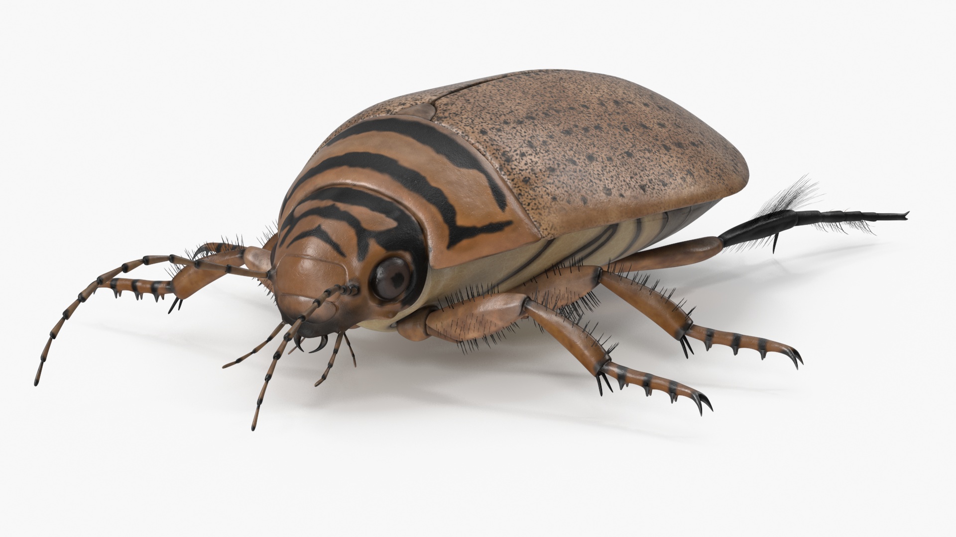 3D Water Beetle Beige Realistic model