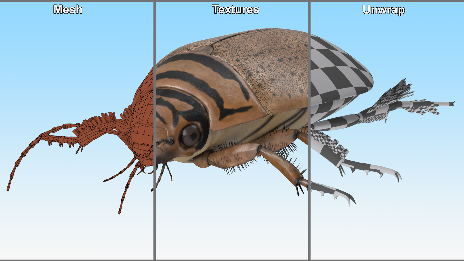 3D Water Beetle Beige Realistic model