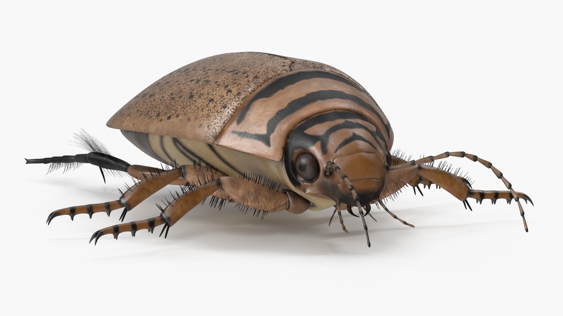 3D Water Beetle Beige Realistic model