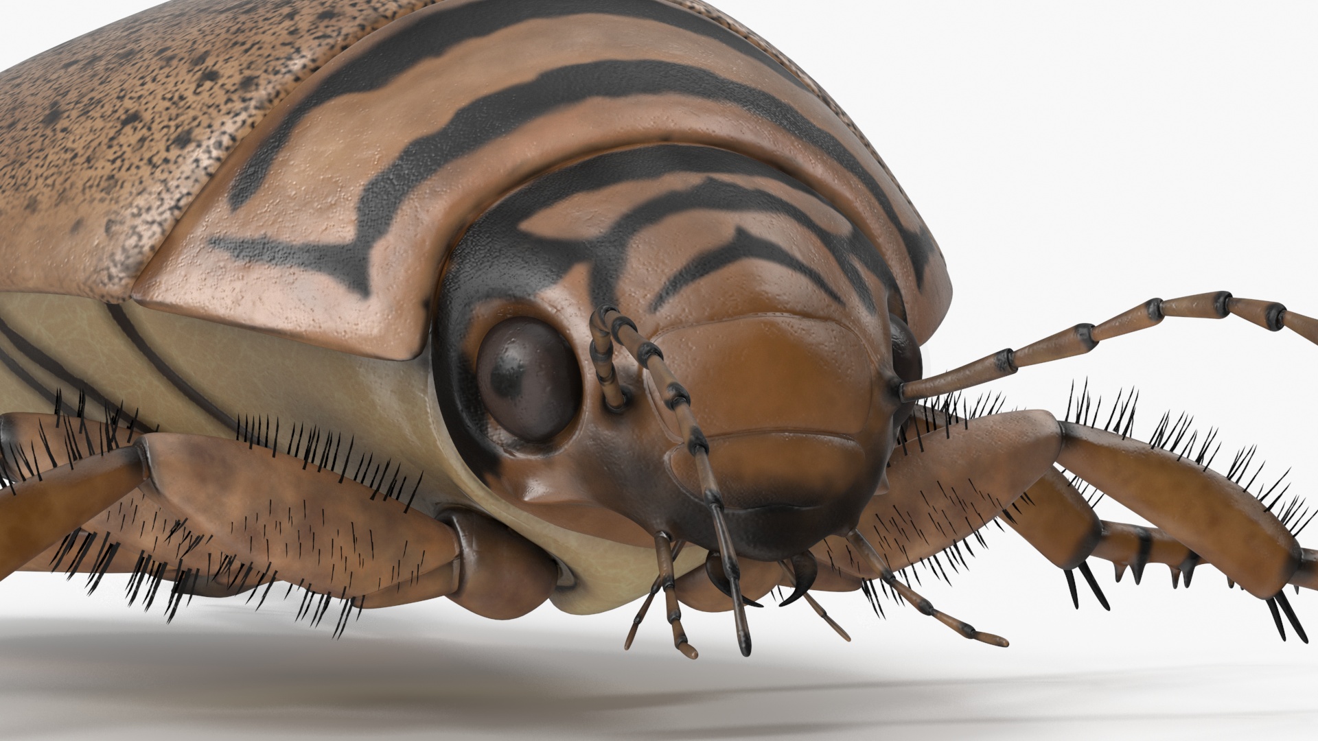 3D Water Beetle Beige Realistic model