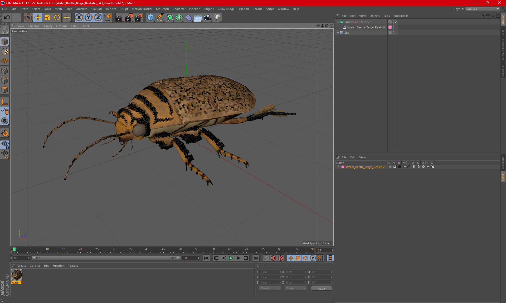 3D Water Beetle Beige Realistic model