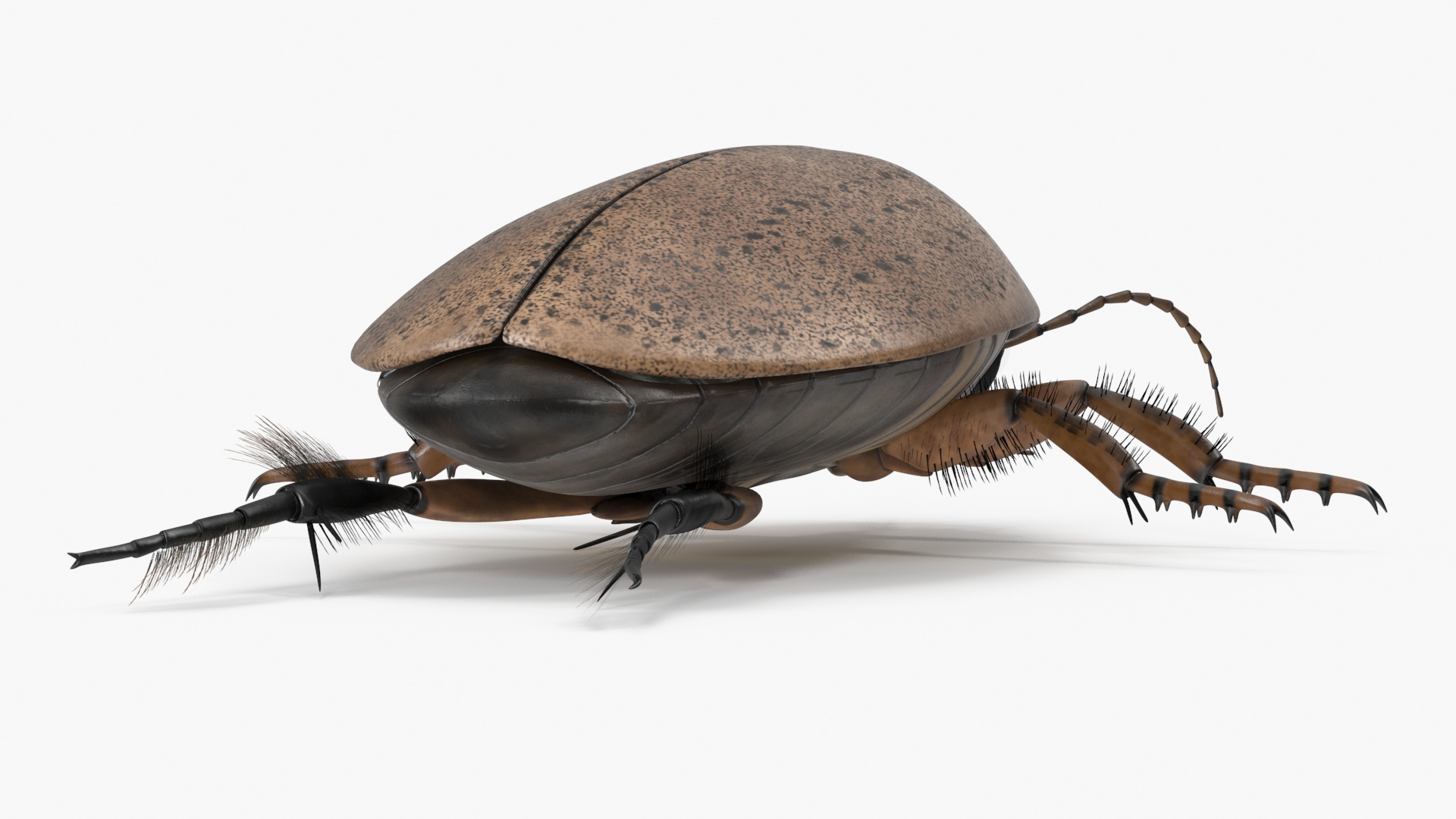 3D Water Beetle Beige Realistic model