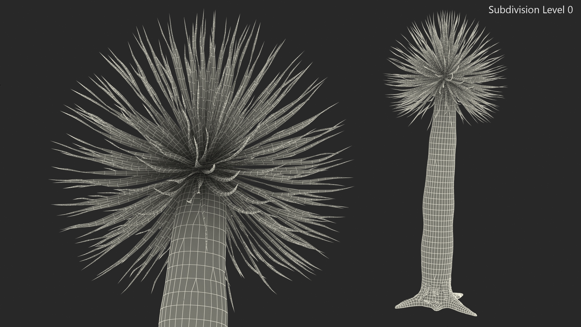 3D Dragon Blood Tree Young model