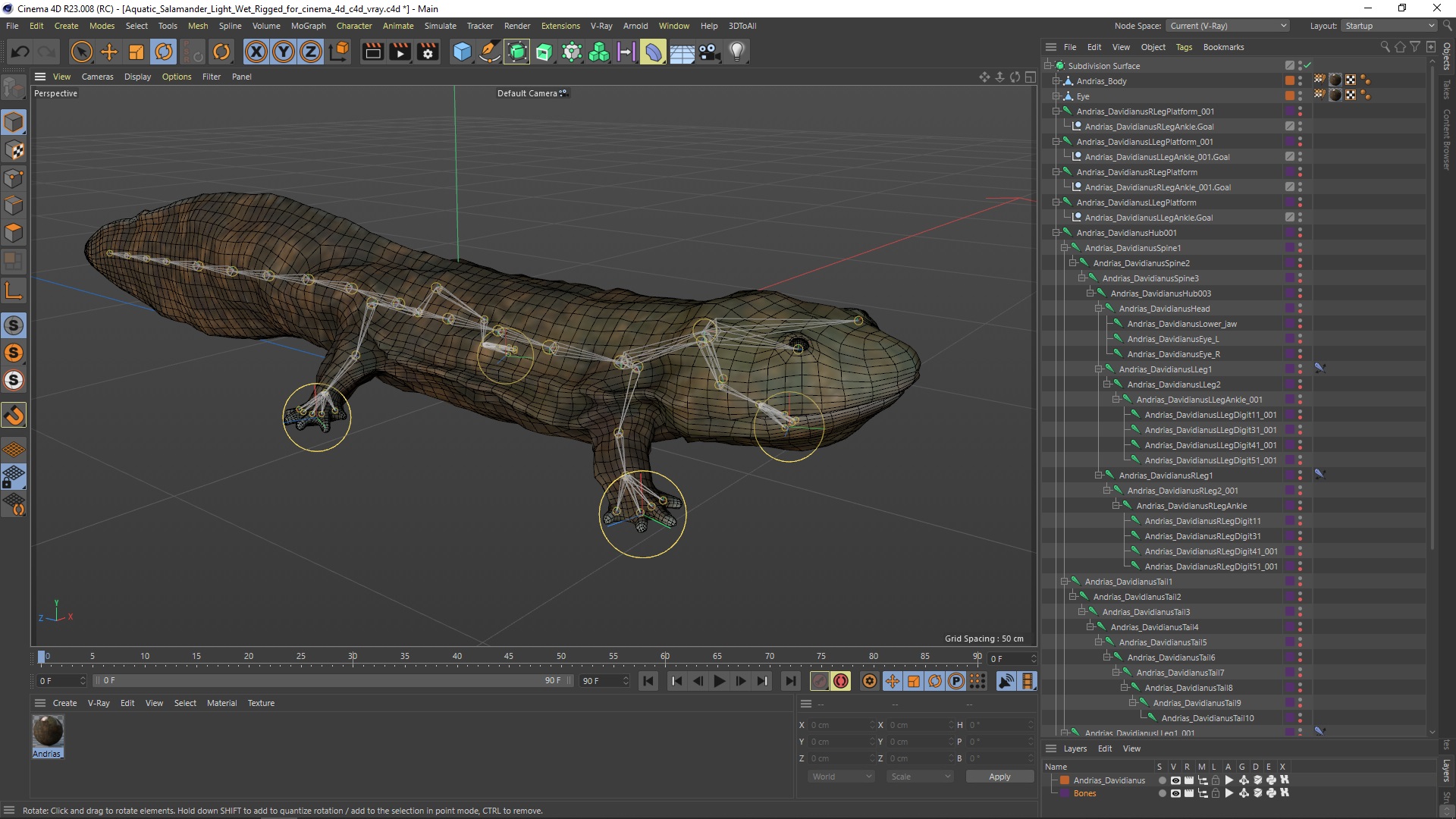 Aquatic Salamander Light Wet Rigged for Cinema 4D 3D model