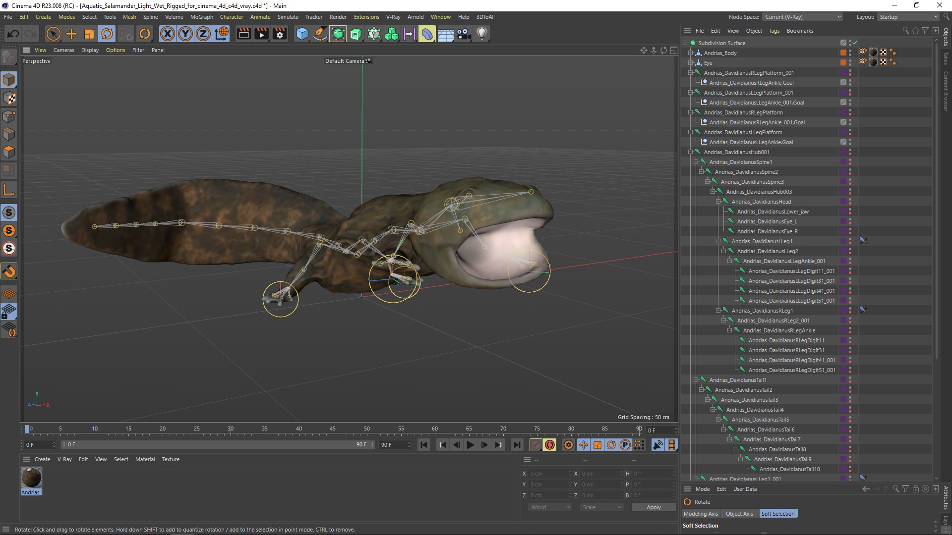 Aquatic Salamander Light Wet Rigged for Cinema 4D 3D model