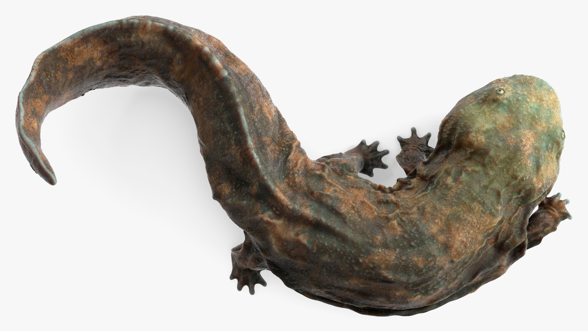 Aquatic Salamander Light Wet Rigged for Cinema 4D 3D model