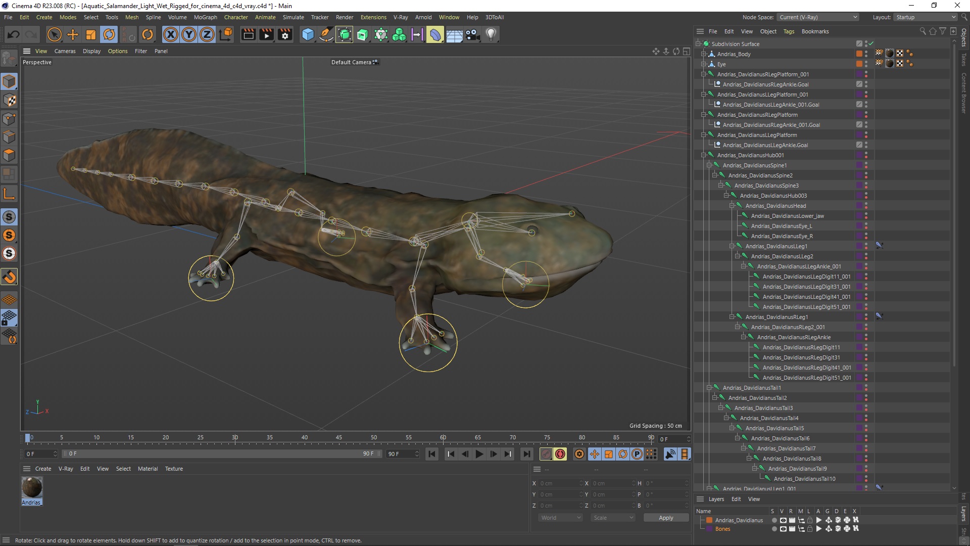 Aquatic Salamander Light Wet Rigged for Cinema 4D 3D model