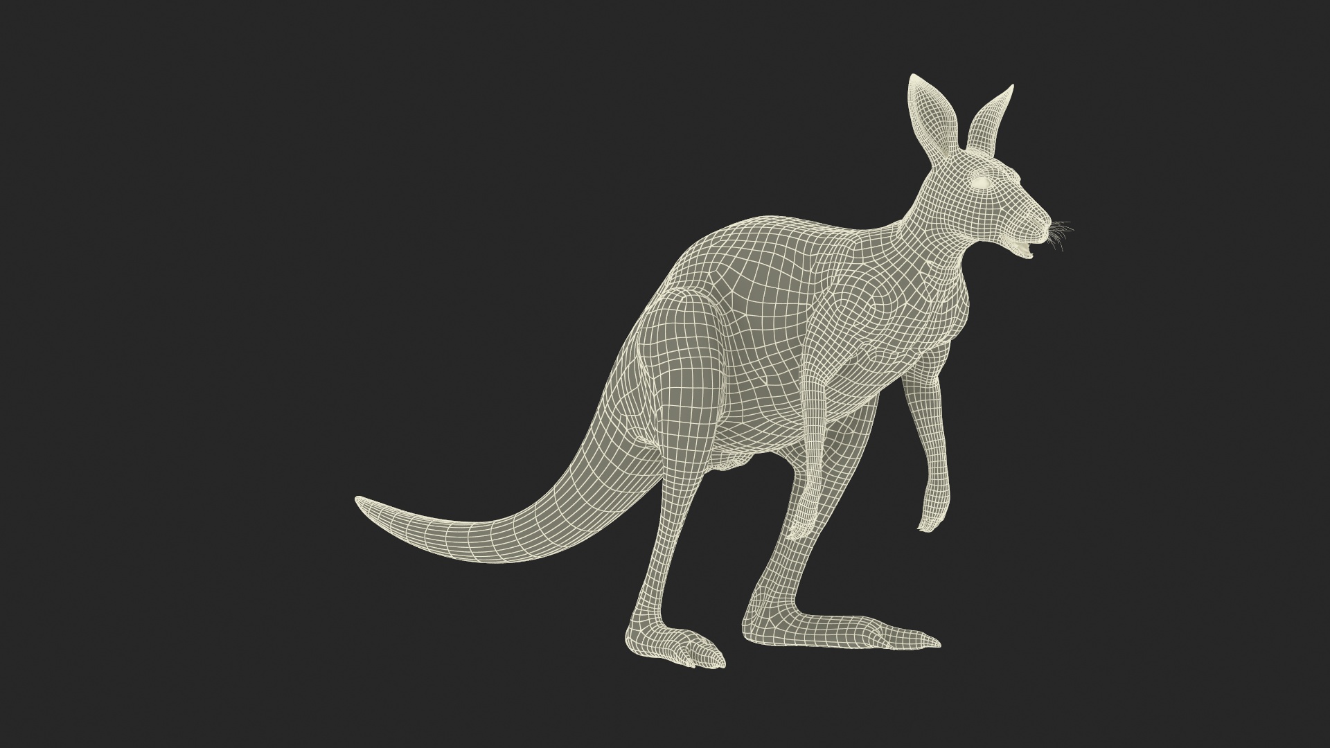 Kangaroo Animated Rigged 3D model