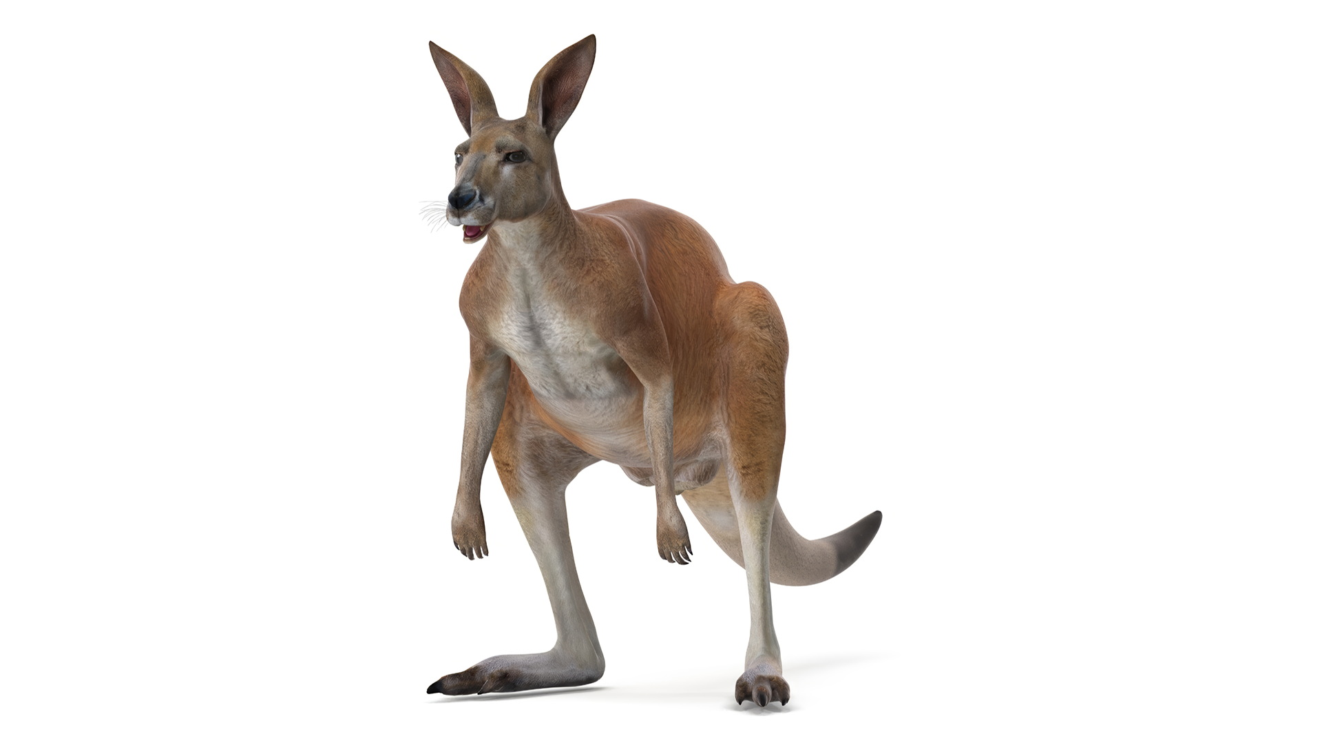 Kangaroo Animated Rigged 3D model