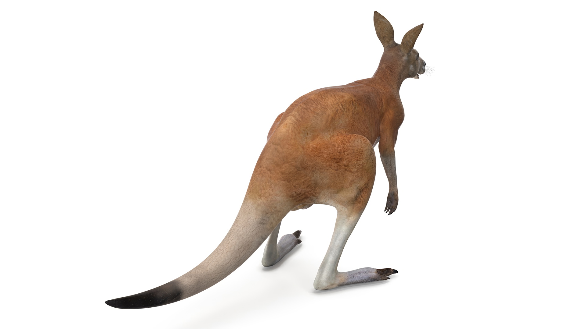 Kangaroo Animated Rigged 3D model