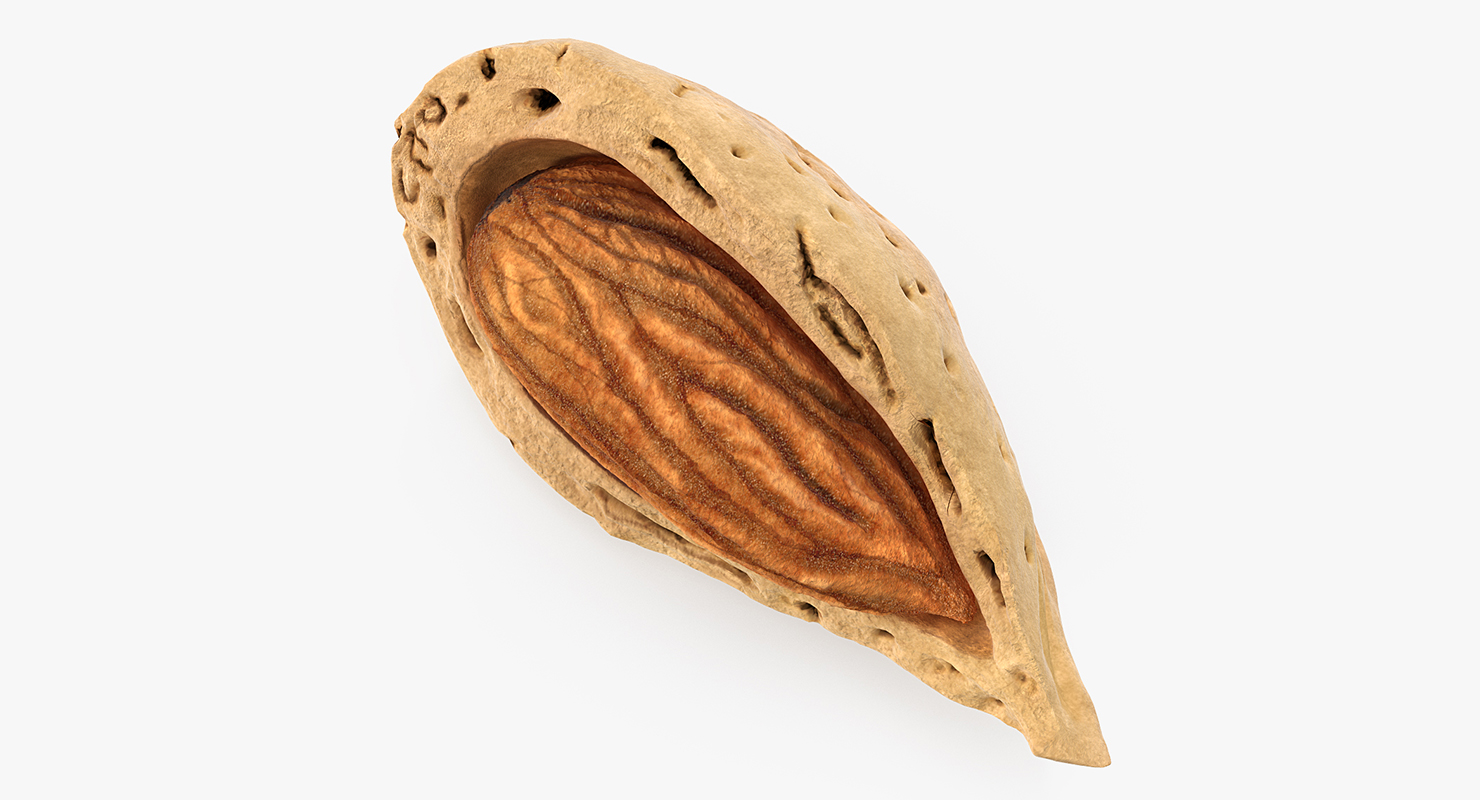 3D Broken Almond Shell with Almond