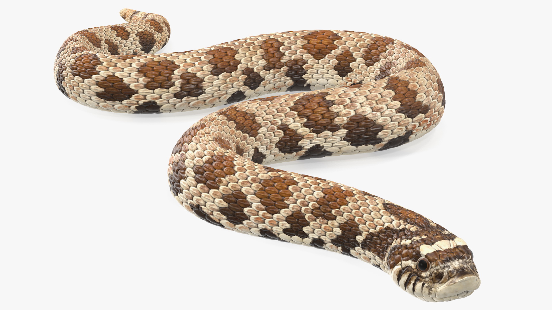 3D Crawling Brown Hognose Snake model