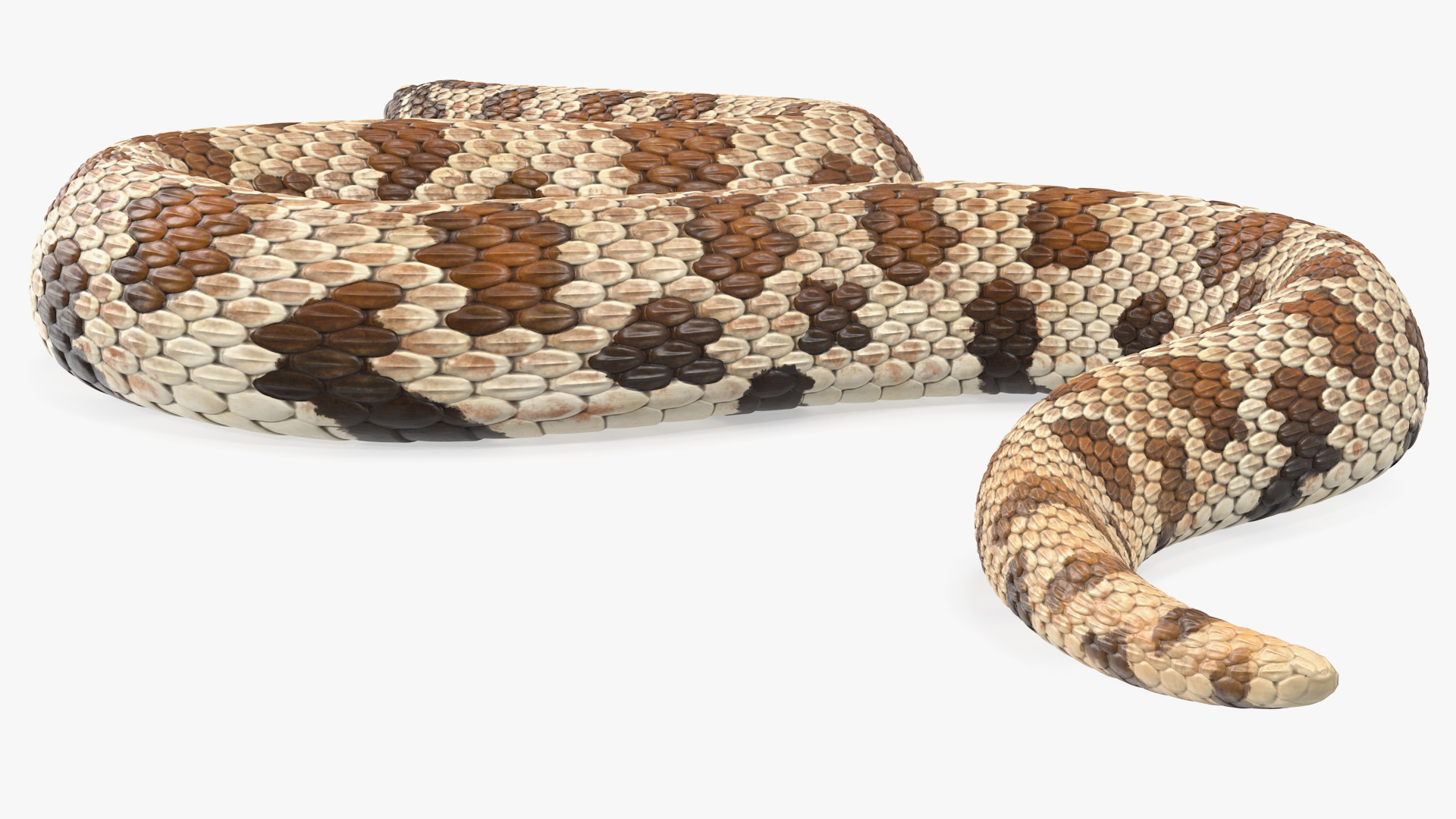 3D Crawling Brown Hognose Snake model