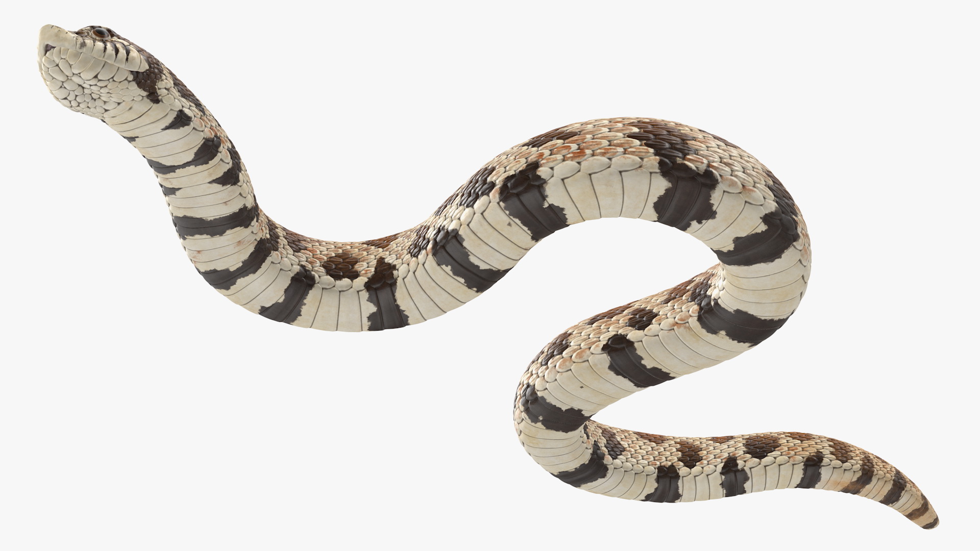 3D Crawling Brown Hognose Snake model