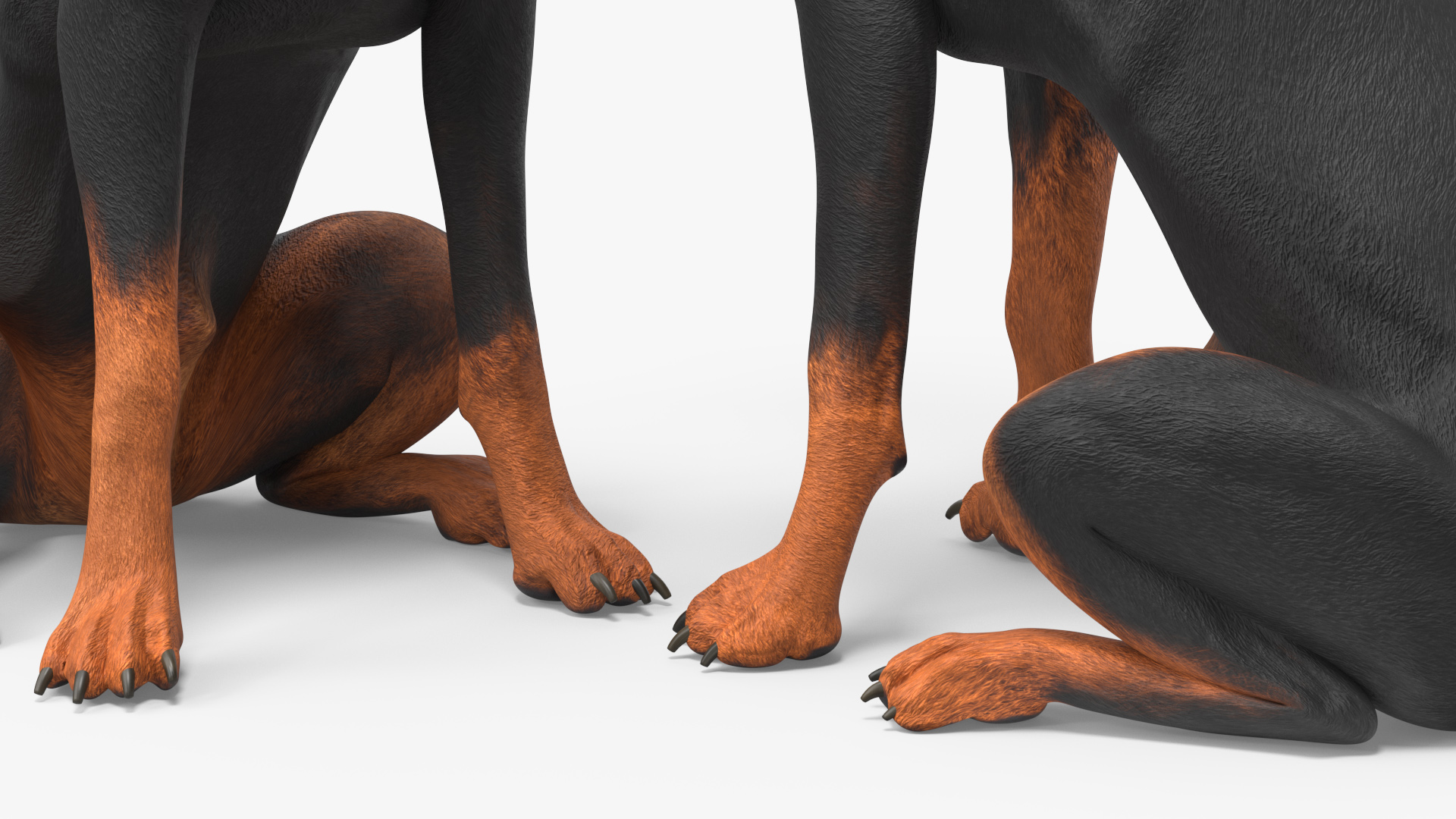 3D Doberman Pinscher Dog Sits