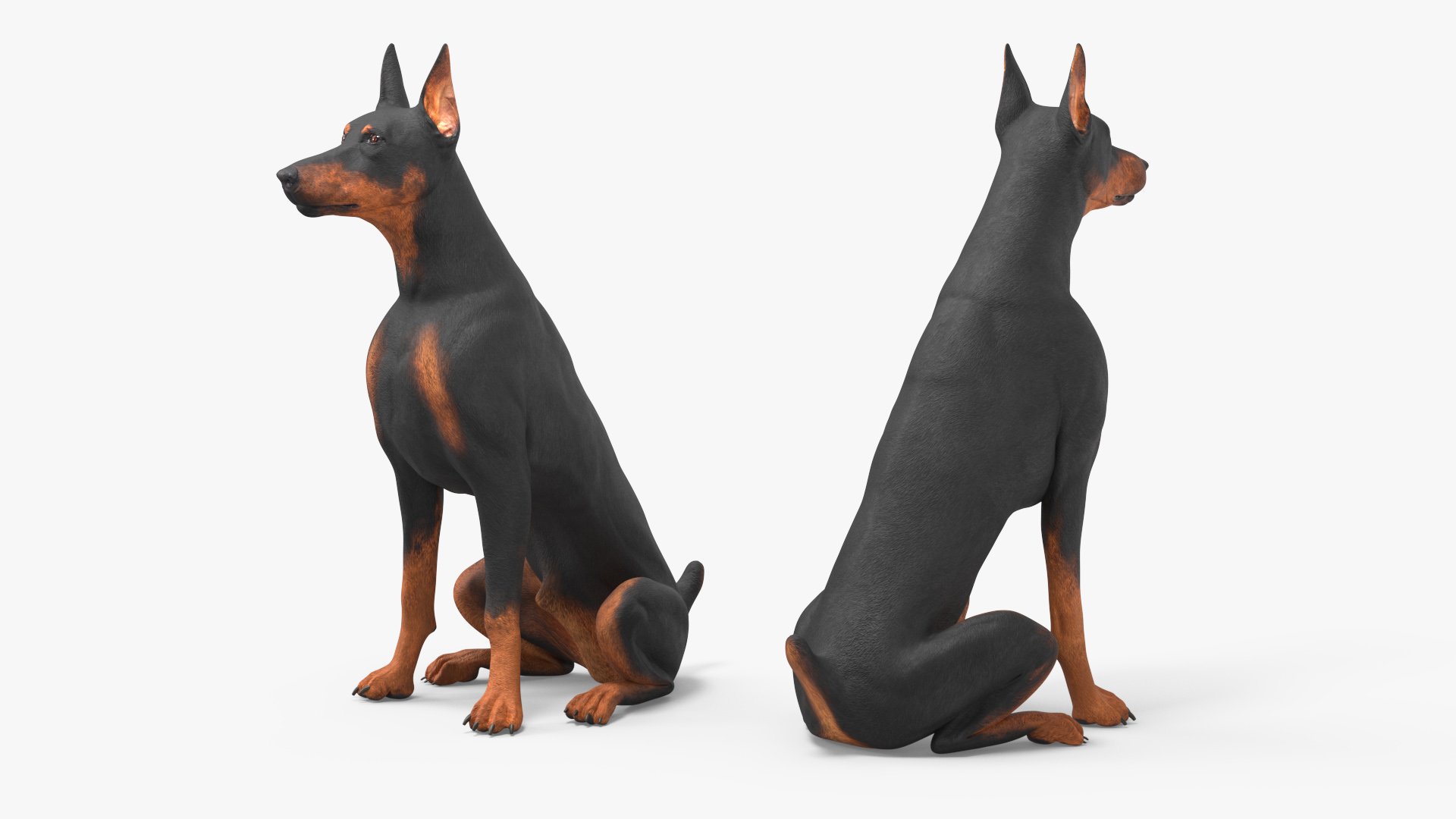 3D Doberman Pinscher Dog Sits