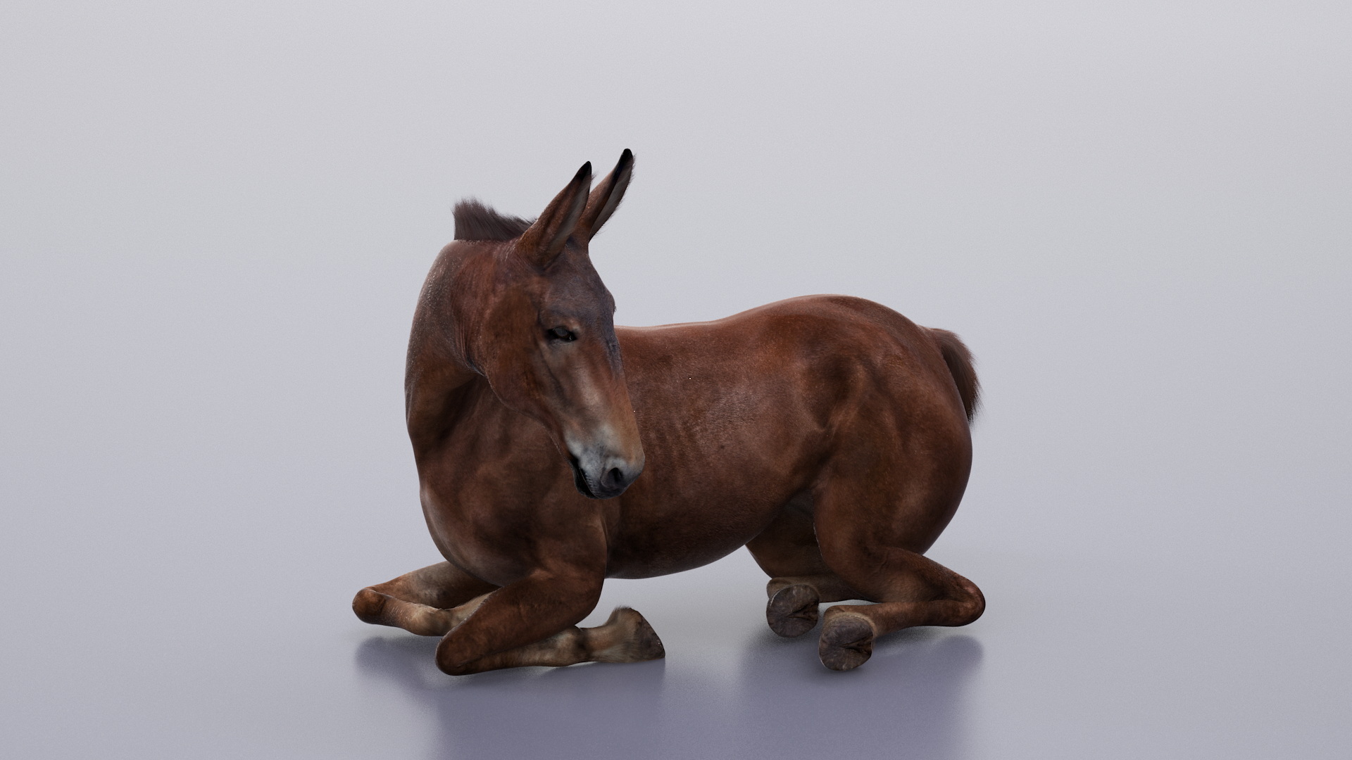 Lying Mule Dark Fur 3D model