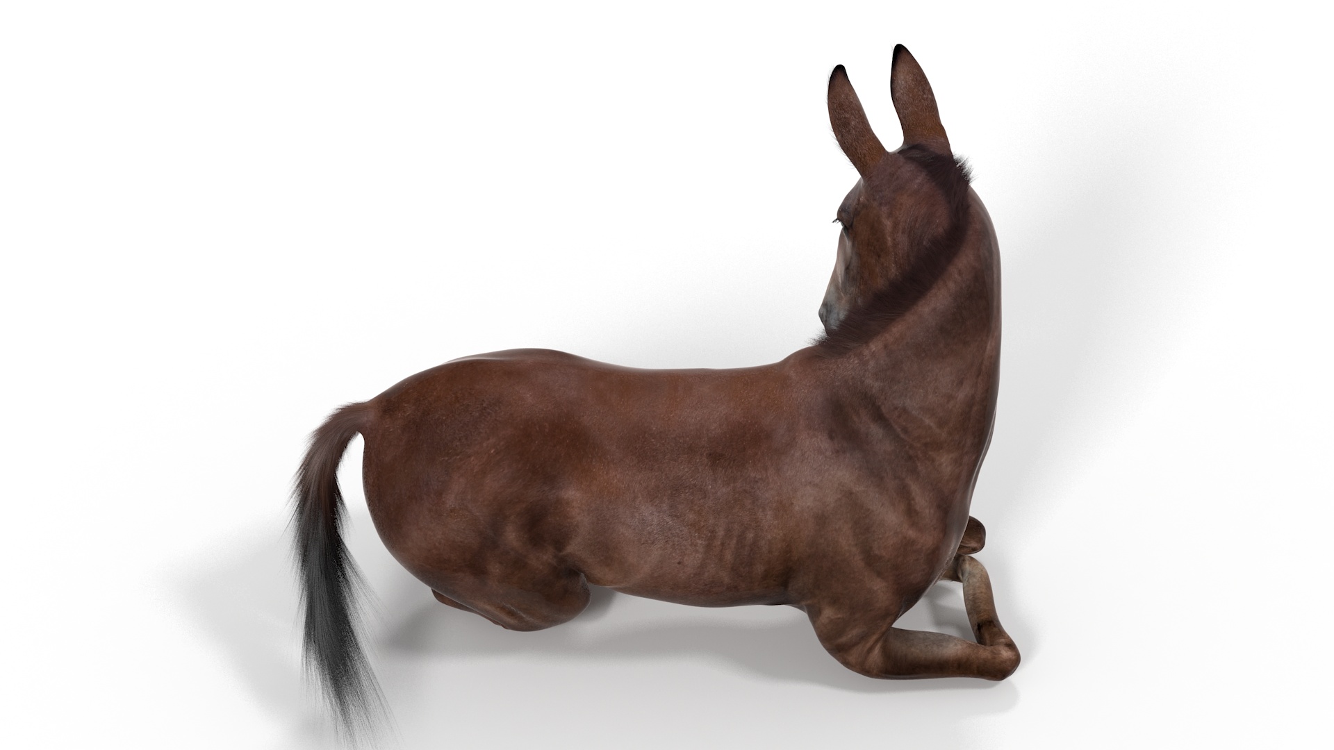 Lying Mule Dark Fur 3D model