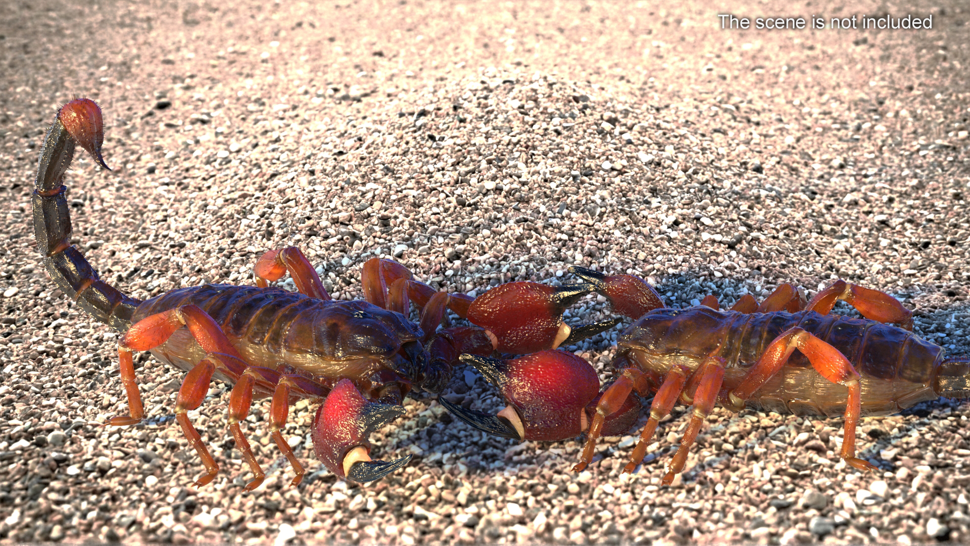 Realistic Scorpion with Fur 3D