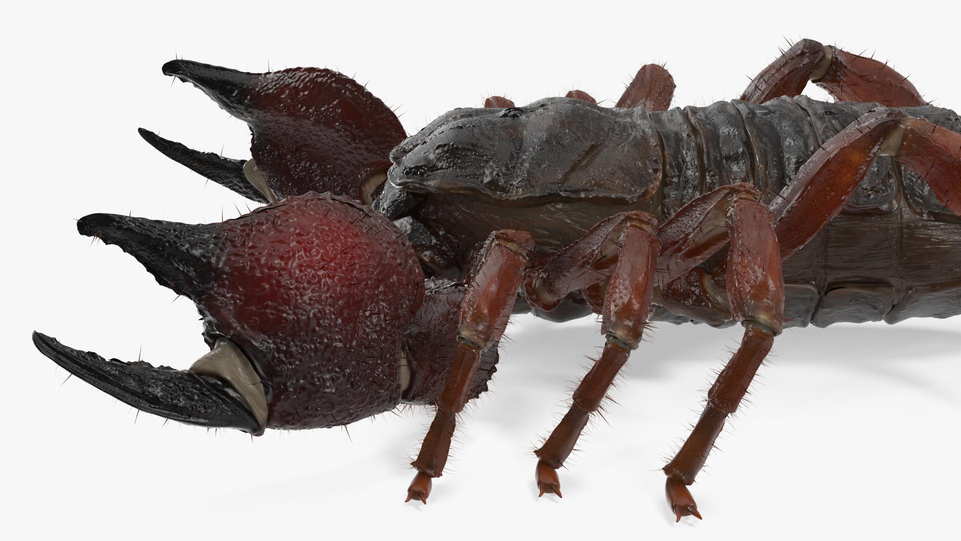 Realistic Scorpion with Fur 3D